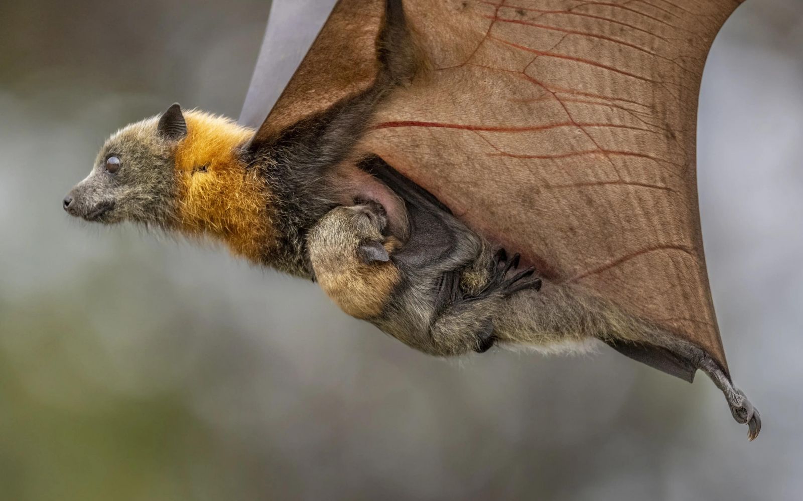 Фото: Douglas Gimesy
