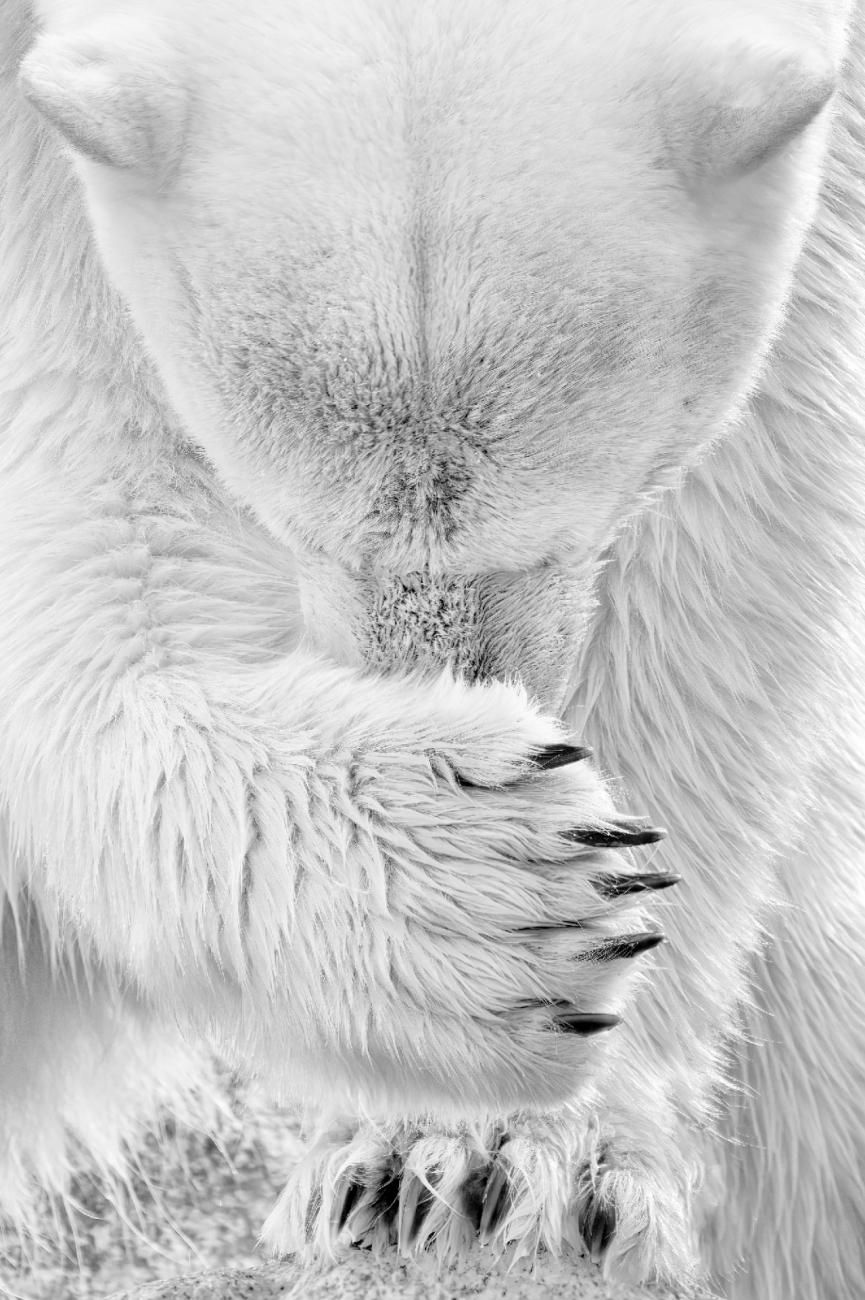 Фото: Grégory Pol
