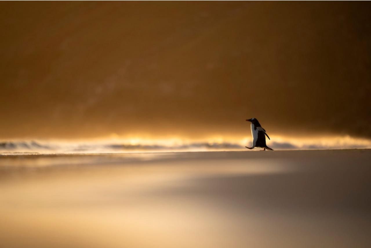 Фото: Phillip Hall