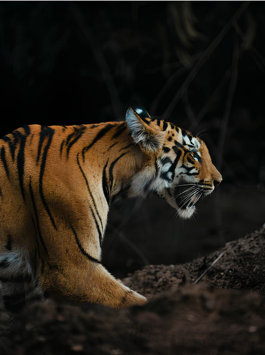 Фото: Chinthu S Pillai