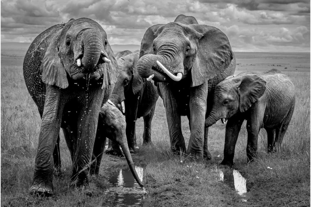 Фото: Felix Larcher
