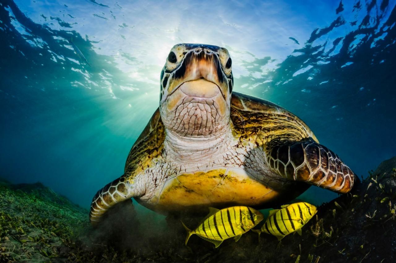 Фото: Remuna Beca
