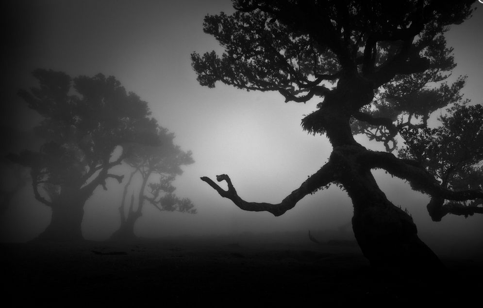 Фото: Dr. Gerald Haas