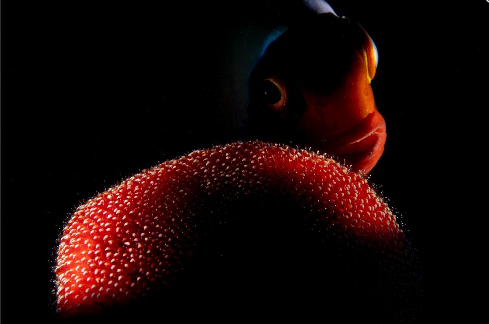 Фото: Romeo Bodolai