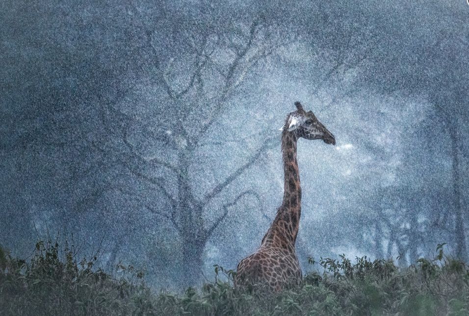 Фото: Marco Gaiotti