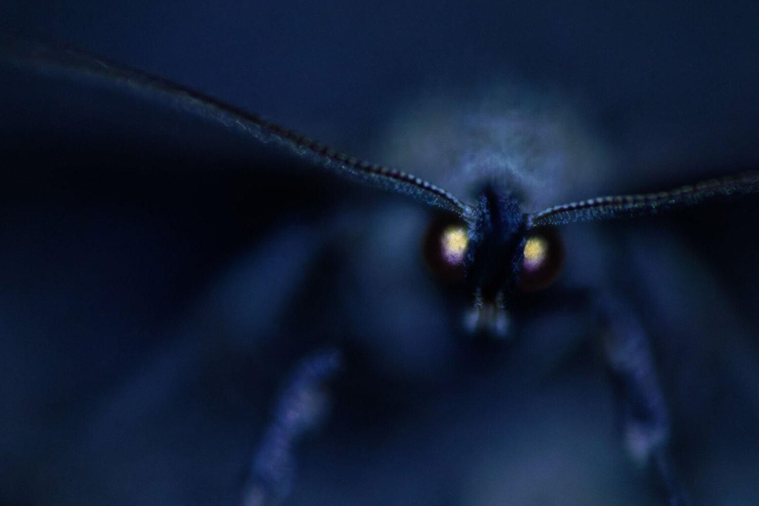 Фото: Ivo Niermann