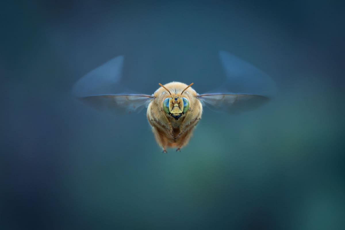 Финалист в категории «Насекомые». Фото: Uwe Zimmerman