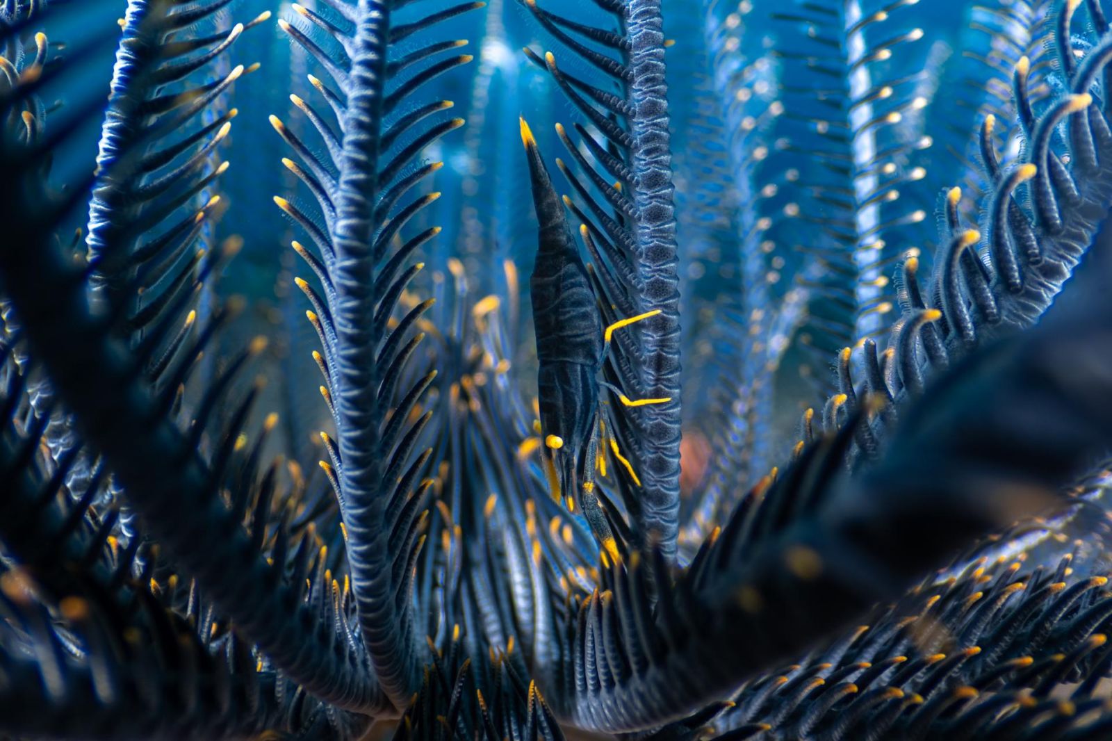 Фото: Luis Arpa Toribio