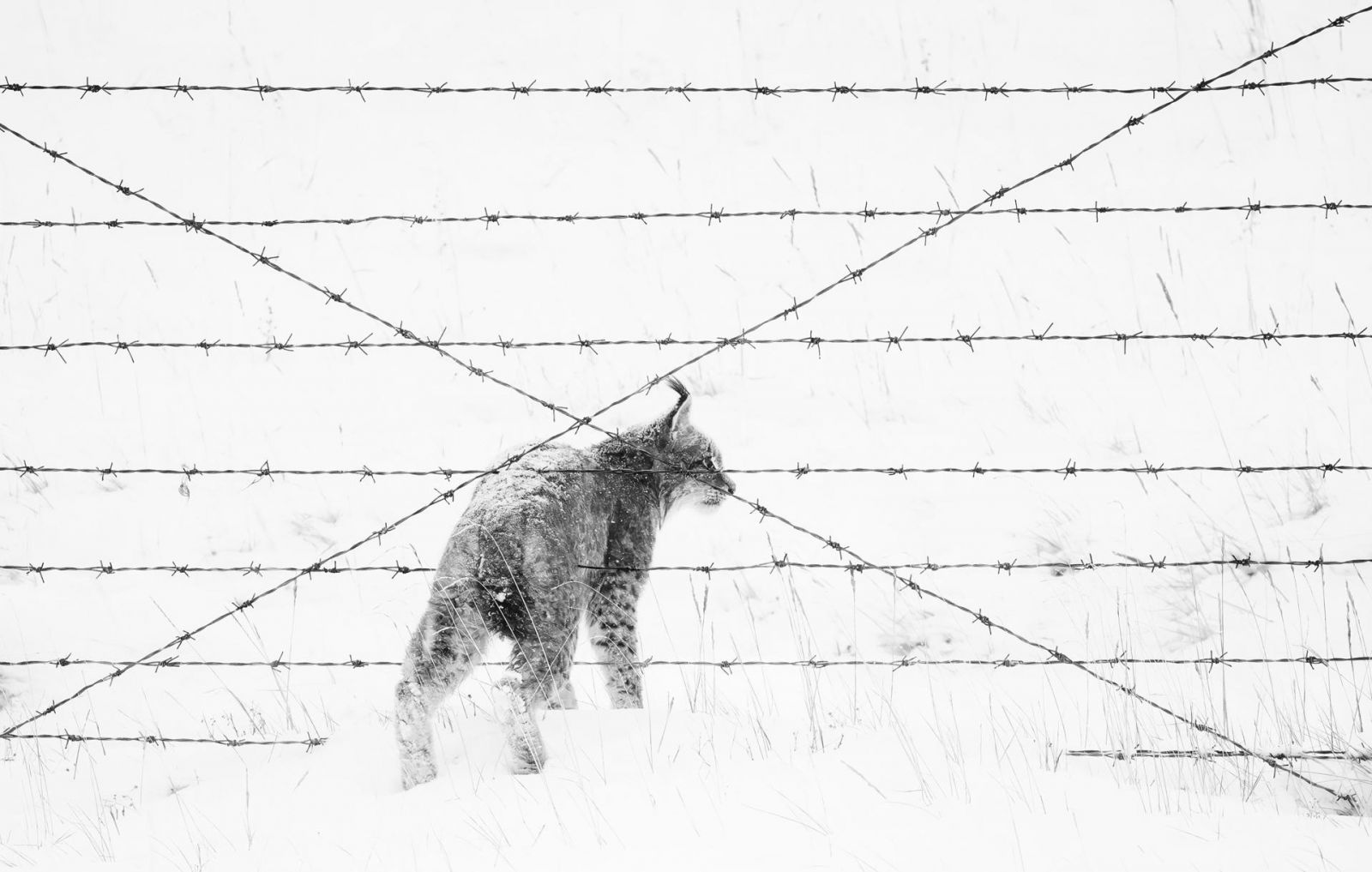 Фото: Xingchao Zhu