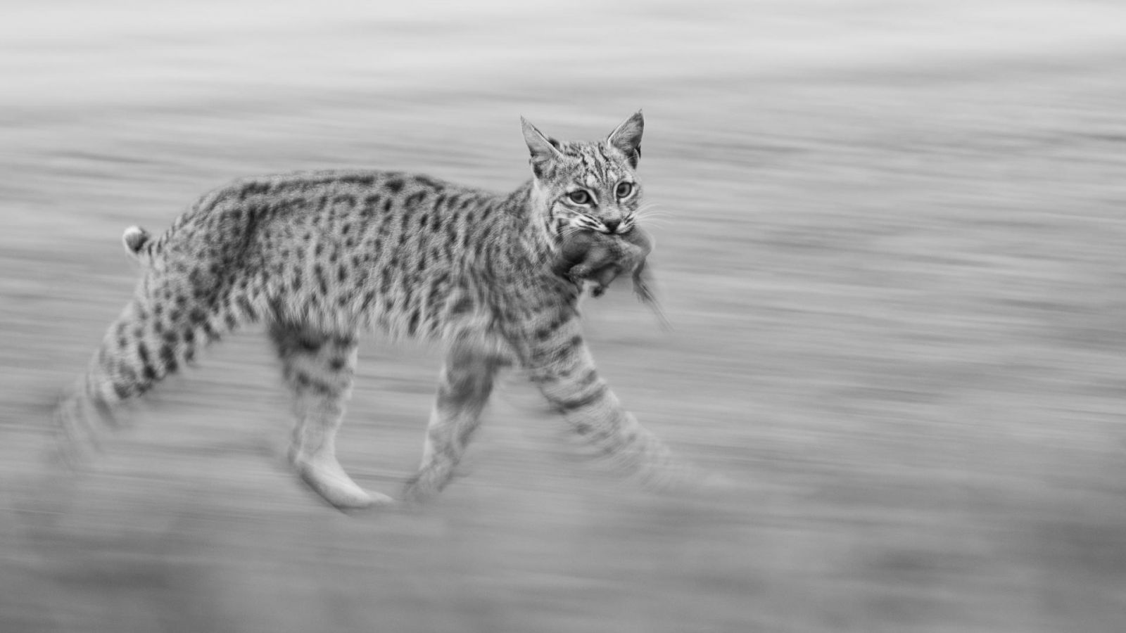 Фото: Leo Dale