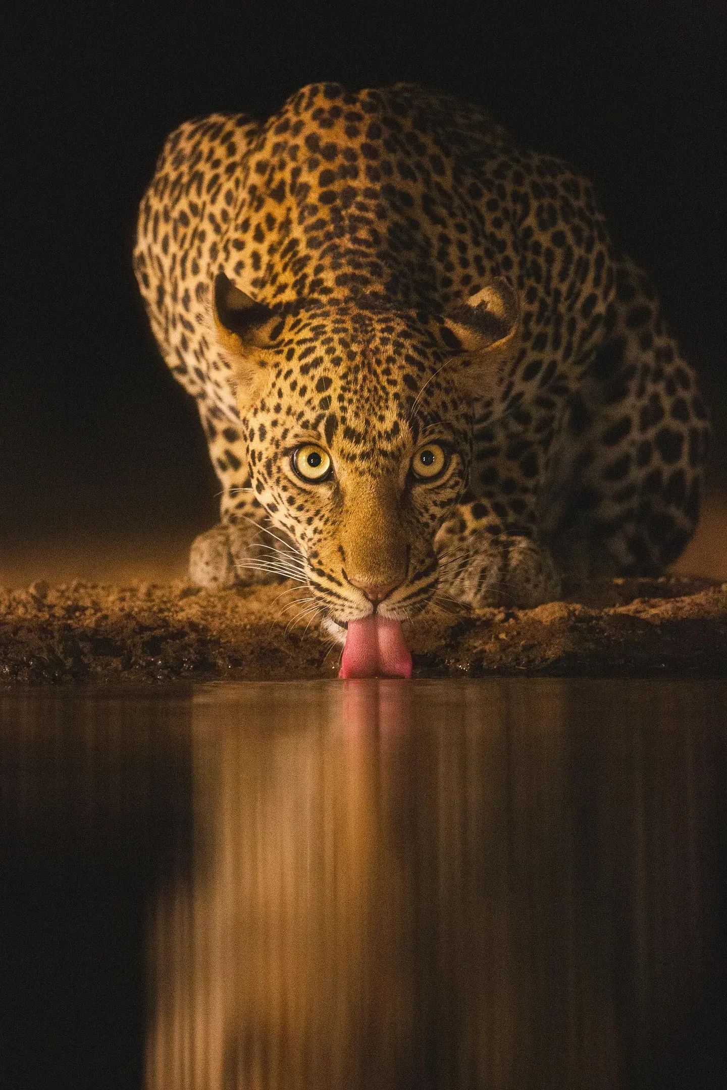 Фото: Jade Gosrani