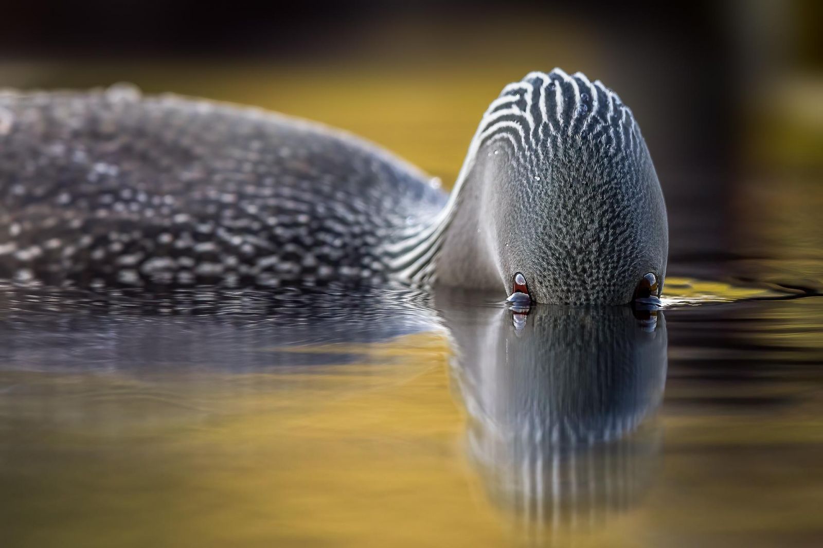 Фото: Ari Heino