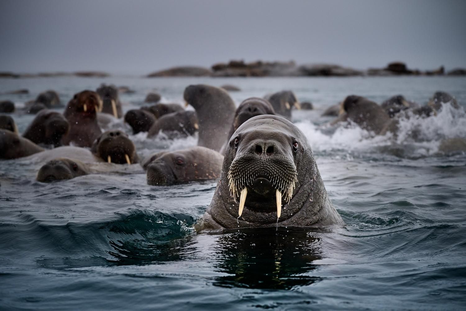 Фото: Giovanna Arnaud Fleming