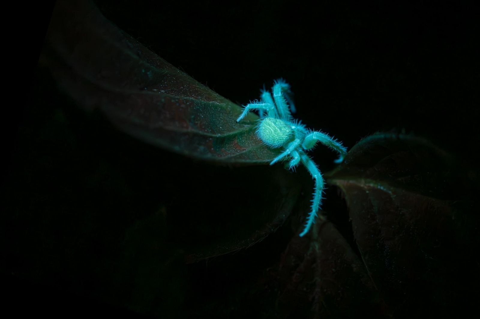 Фото: Stefano Pasquini