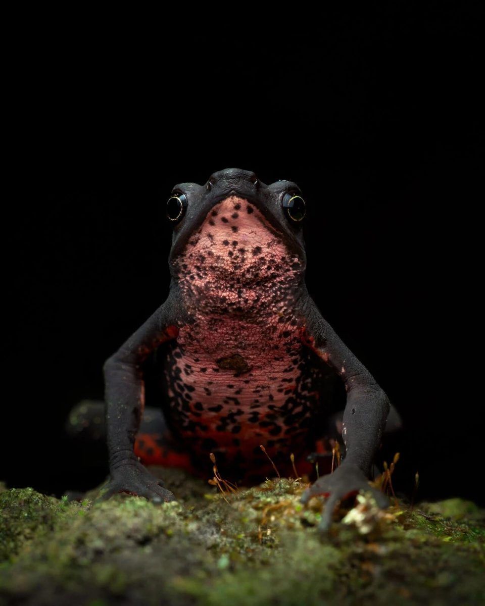 Фото: Juan Jacobo Castillo Barrera