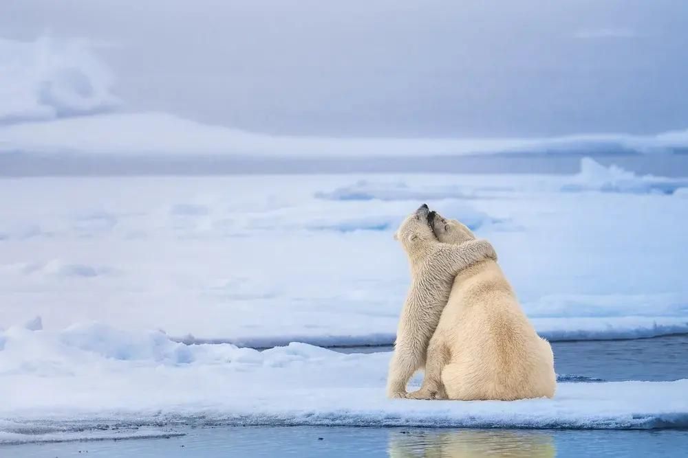 Второе место в номинации «Млекопитающие». Фото: Michael Stavrakakis