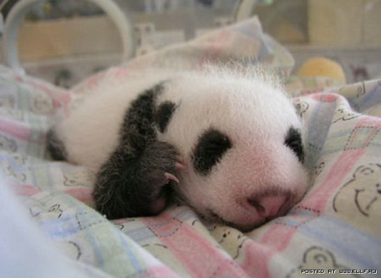 Фотофакт: Как растет панда