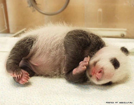Фотофакт: Как растет панда
