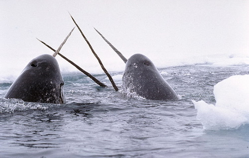 Фотофакт: В мире китов