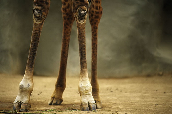 Жираф - самое высокое животное на Земле