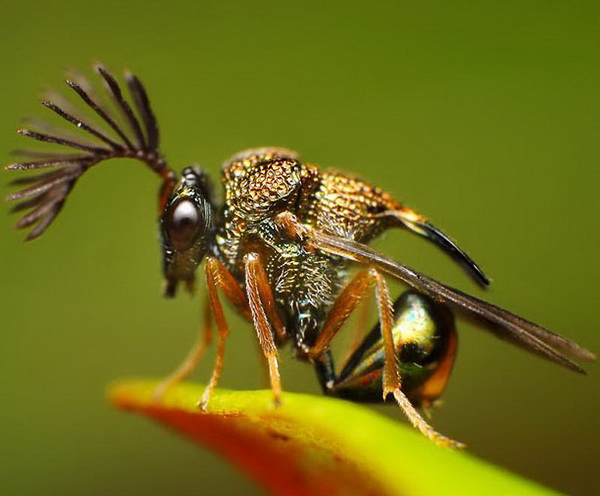 Жизнь насекомых