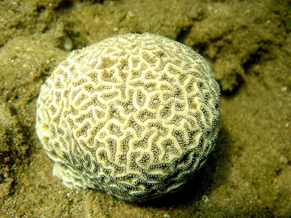 Кораллы, нуждающиеся в защите