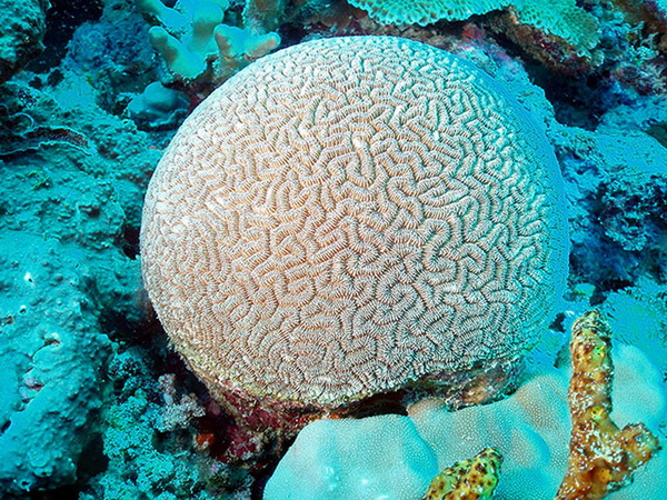 Кораллы, нуждающиеся в защите
