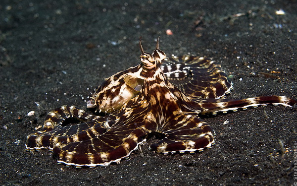 Подводный зоопарк удивительных существ в Индонезии