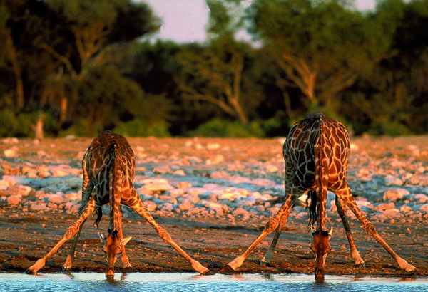 Десять фактов о жирафах