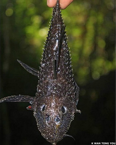 Необычная фауна Суринама