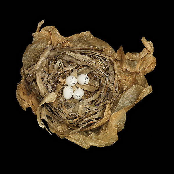 Шедевры природной архитектуры - птичьи гнезда