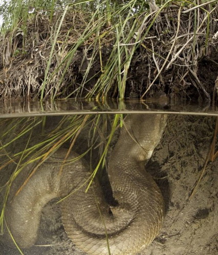 Уникальные фото анаконды под водой