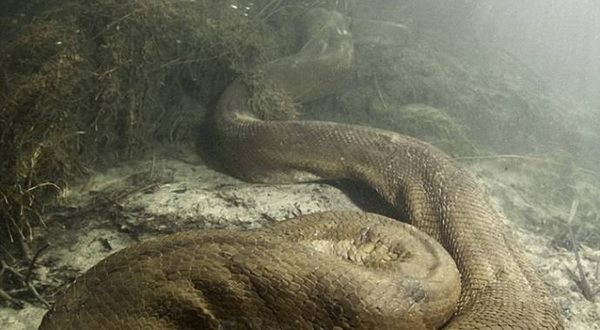 Уникальные фото анаконды под водой