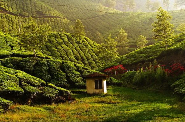 Зеленые ковры чайных плантаций в Индии