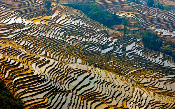 Рисовые террасы Хунхэ-Хани