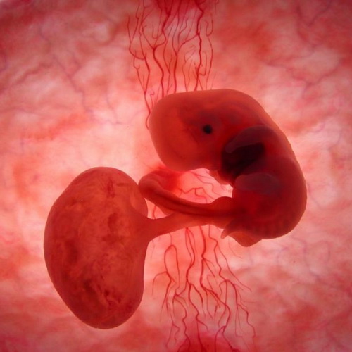 Как выглядят животные в утробе матери