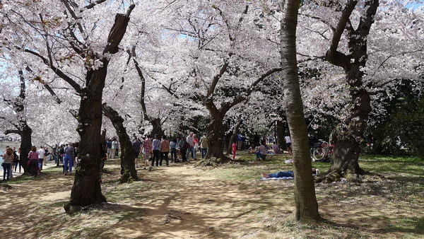 Фестиваль цветения сакуры в Вашингтоне
