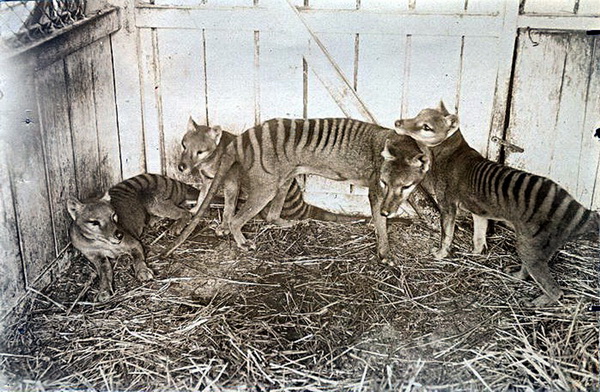 Фотофакт: Десять видов животных, которых истребил человек