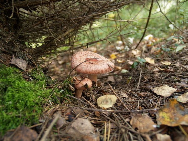 Фотофакт: Грибная пора: ТОП-10 грибов