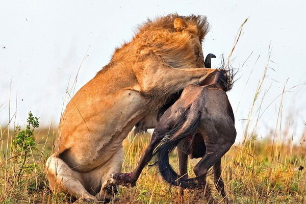 Фотофакт: Драматические кадры охоты льва на гну