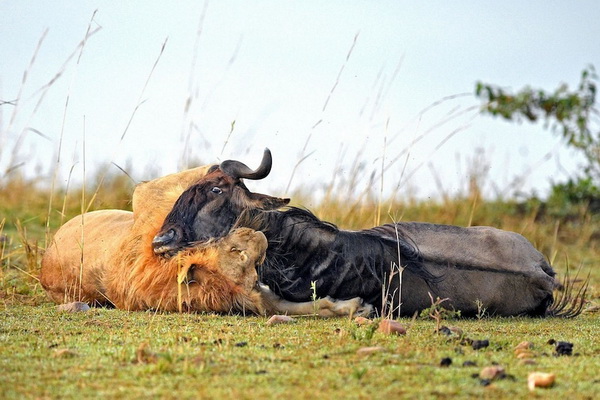 Фотофакт: Драматические кадры охоты льва на гну