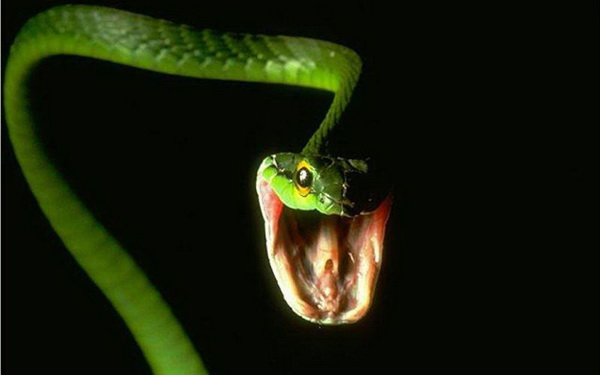 Фотофакт: Десять самых распространенных мифов о змеях