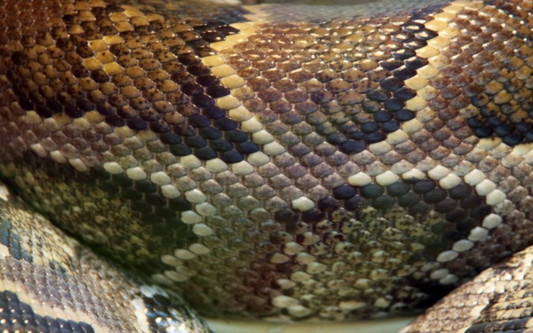 Фотофакт: Десять самых распространенных мифов о змеях