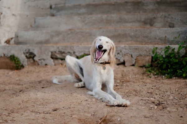 Фотофакт: Десять самых дорогих пород собак