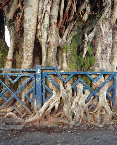 Фотофакт: Необычные фото, показывающие силу корней деревьев