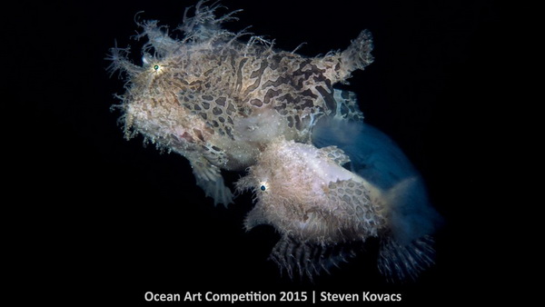 Фотофакт: Лучшие подводные фотографии 2015 года