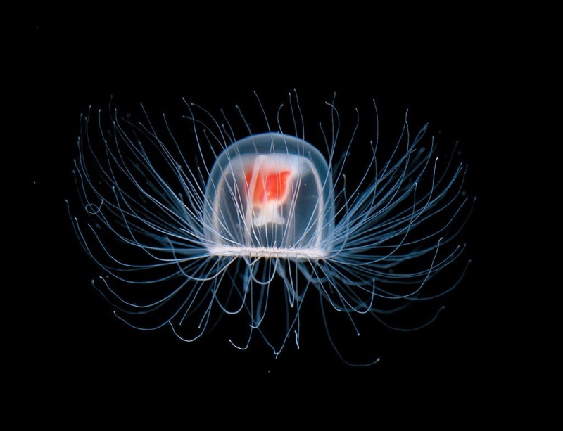 Фотофакт: Десять удивительных организмов, которые живут невероятно долго