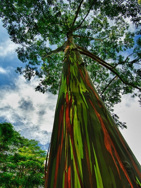 Фотофакт: Самые великолепные деревья в этом мире