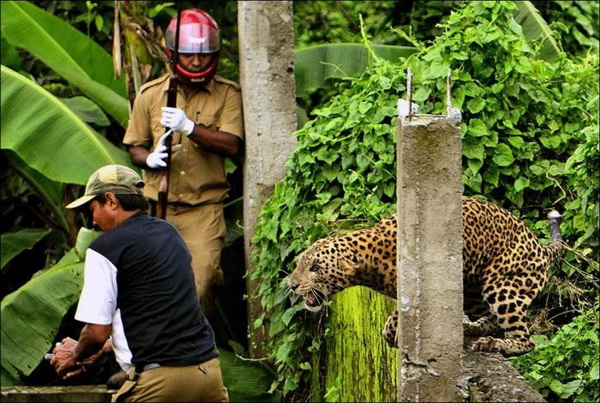 В Индии леопард устроил переполох в деревне
