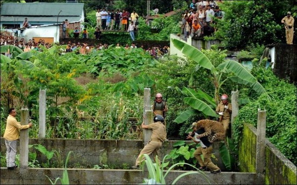 В Индии леопард устроил переполох в деревне